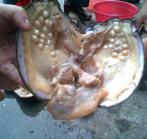 giant oysters with pearls